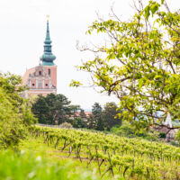 Poysdorf_M Grabmayer