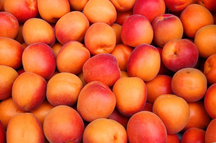 Schulprogramme TRAUBENERLEBNIS